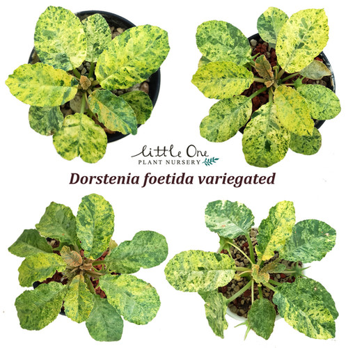 Dorstenia foetida variegated seed littleoneplant