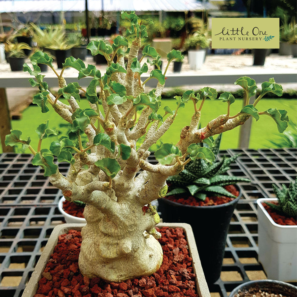 Dorstenia gypsophila seeds