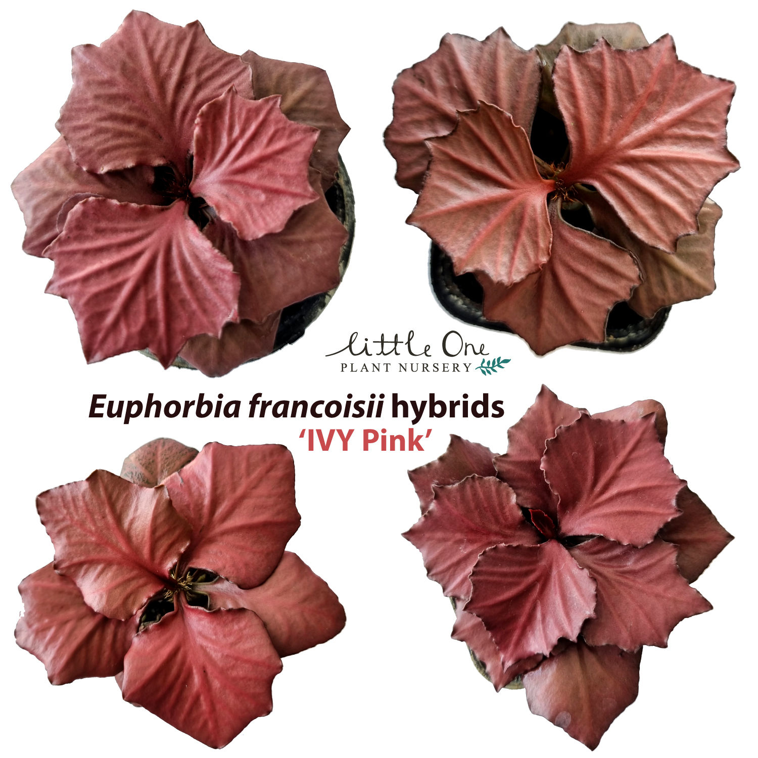 Euphorbia francoisii hybrids "IVY Pink" seeds