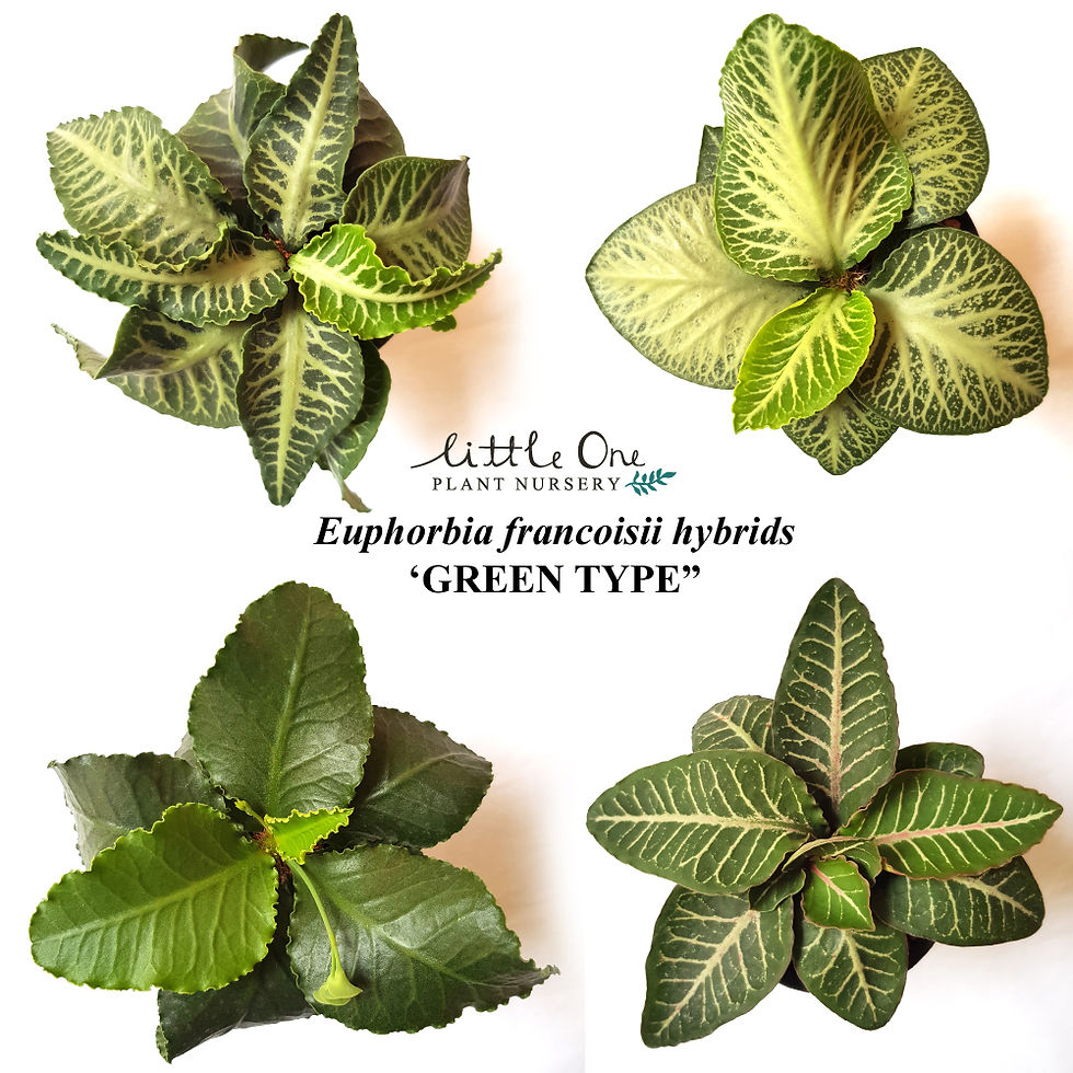 Euphorbia francoisii hybrids "green type" seeds