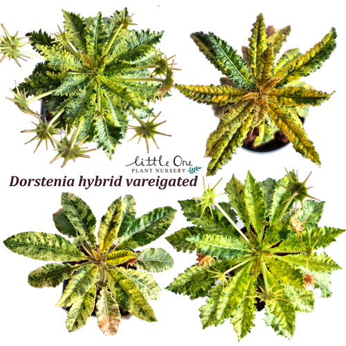 Dorstenia hybrids variegated seeds littleoneplant