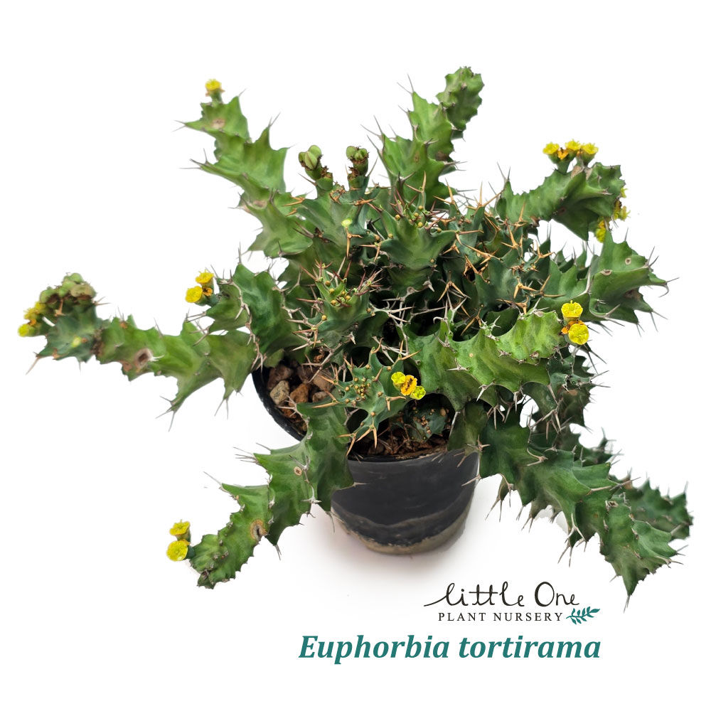 Euphorbia tortirama seeds