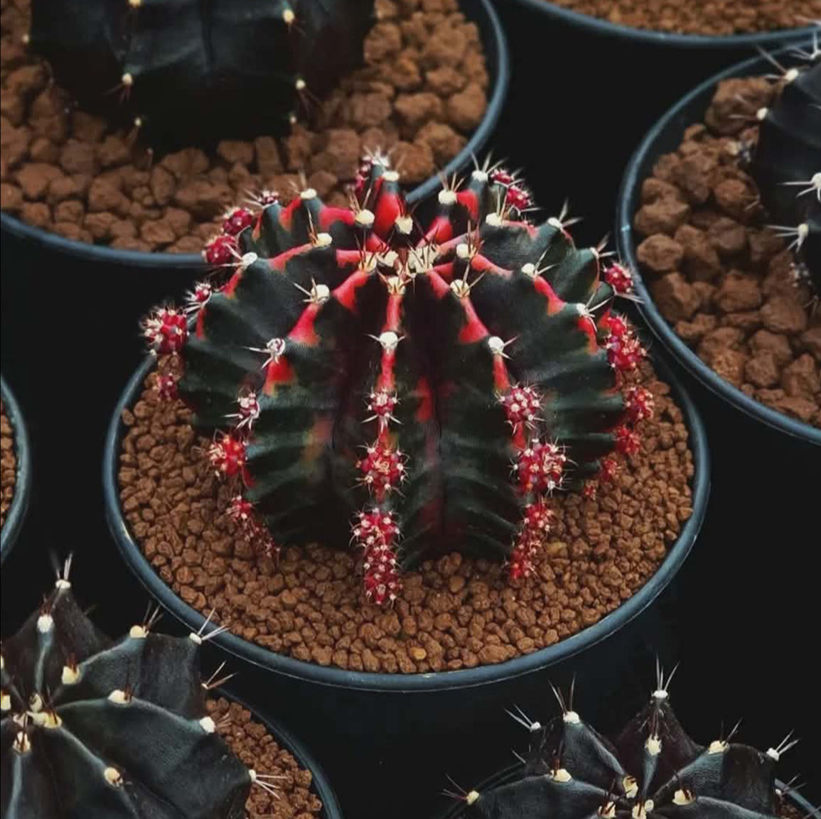 Gymnocalycium 'Black widow' hybrid 100 seeds per set