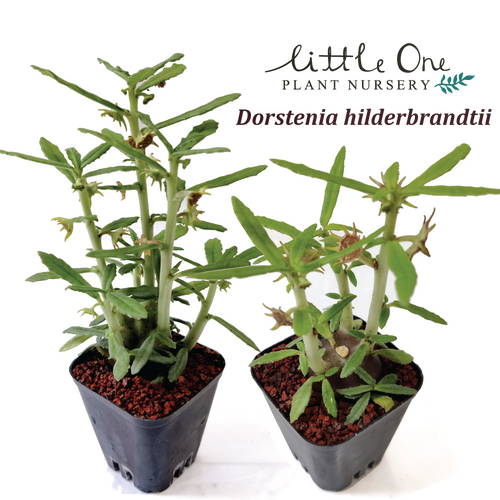 Dorstenia hildebrandtii seeds littleoneplant