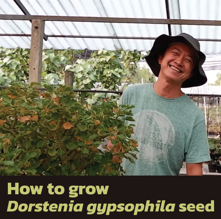 How to grow Dorstenia gypsophila seed