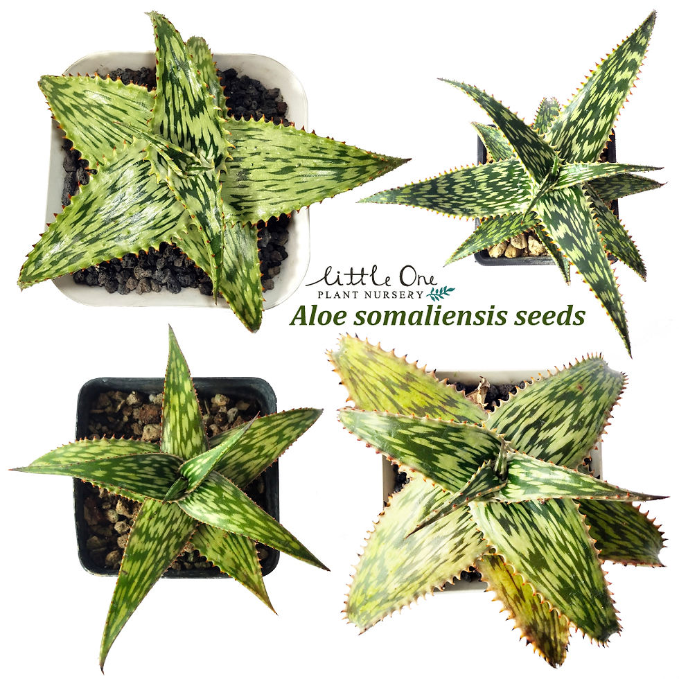 Aloe somaliensis seeds
