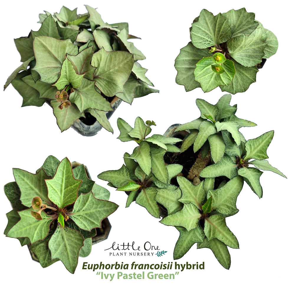Euphorbia francoisii hybrids "IVY Pastel Green" seeds