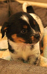 educateur-canin-moselle.jpg