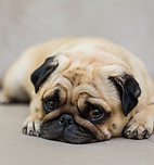 troubles-comportement-chiens-metz.jpg