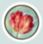 Thumbnail: 6”x6” Red Parrot Round