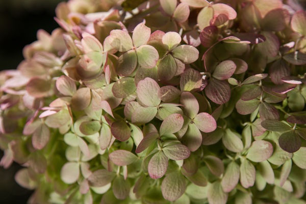 Thumbnail: First Editions® Vanilla Strawberry™ Hydrangea