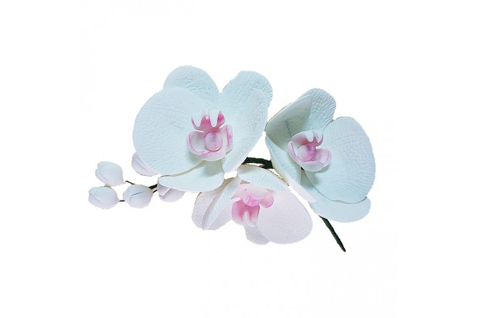 Cukrová orchidea biela