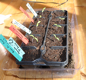 plants tomate.png
