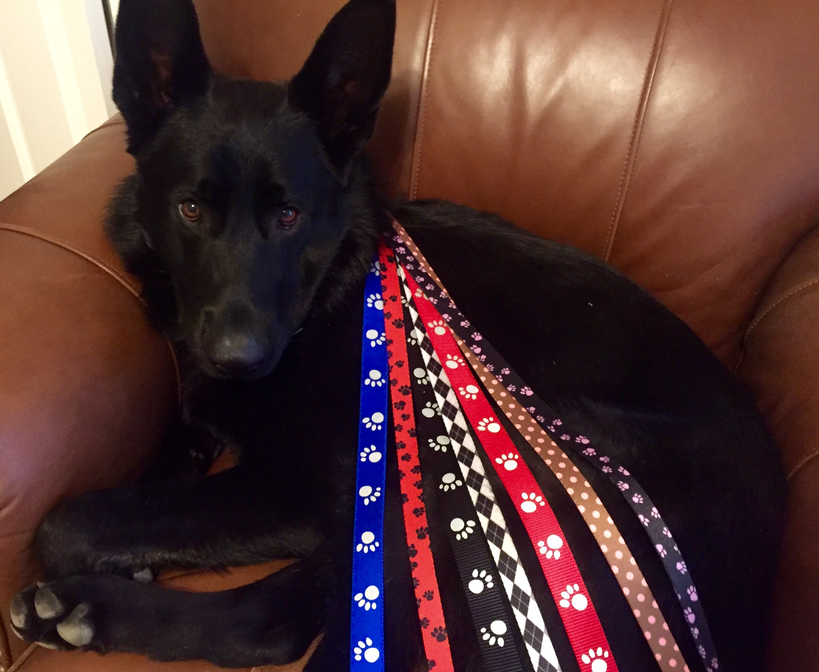 Collars and Leads