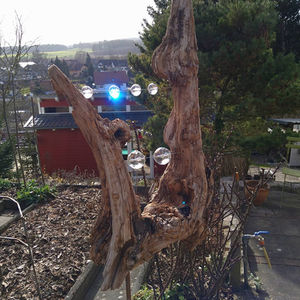 Moorwurzel für Innen + Außen