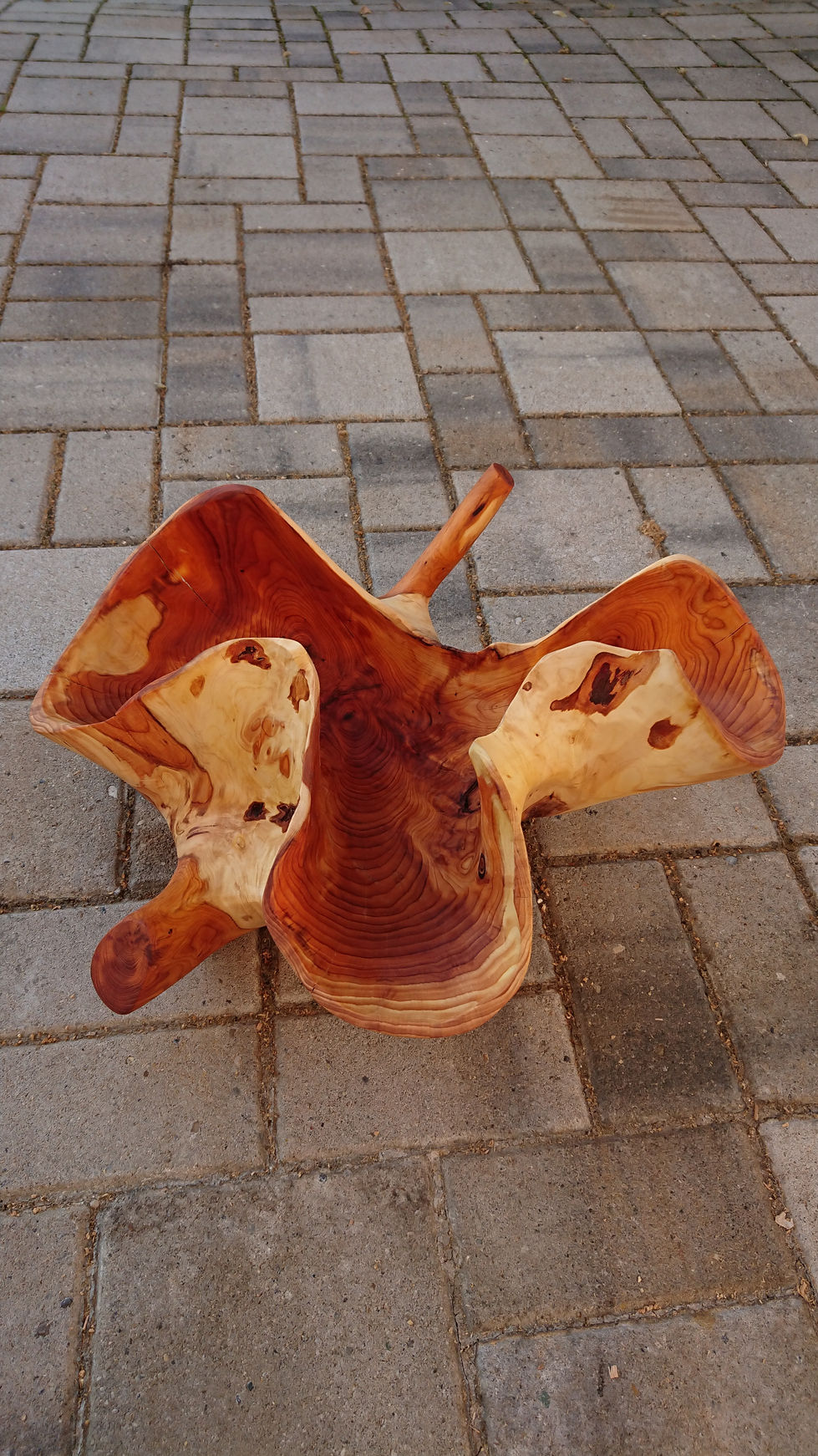 Eibe_Wurzelstock (21)