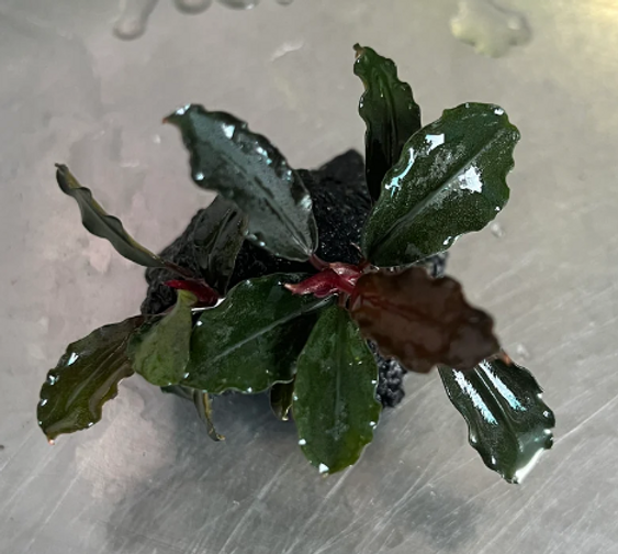 Bucephalandra Brownie Ghost | Nota Fish Shop