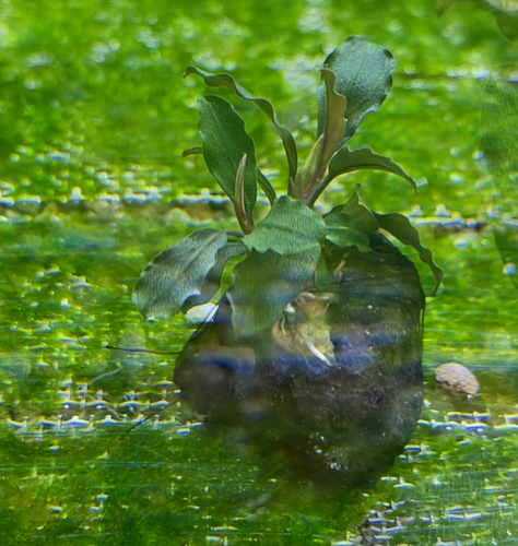 Bucephalandra Brownie Ghost | Nota Fish Shop