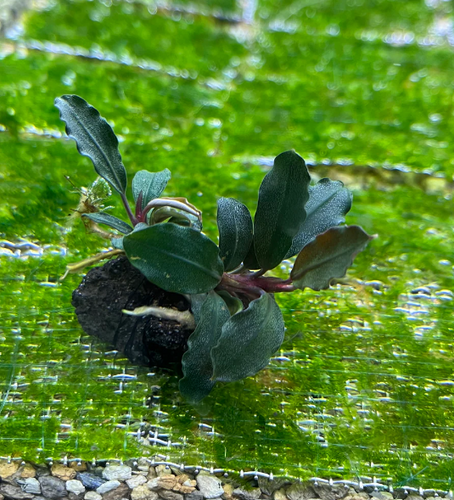 Bucephalandra Brownie Ghost | Nota Fish Shop