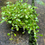 Thumbnail: Glossostigma Elatinoides