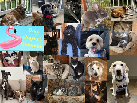 DOG DAYS OF SUMMER AT RAWLS LAW GROUP