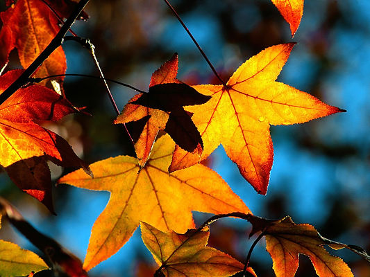 Alpen SPA Benessere in Autunno Presolana