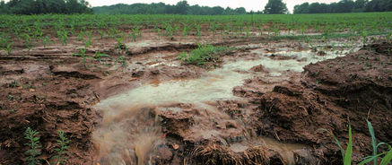 Notre surconsommation d’engrais azotés de synthèse est un désastre écologique, social et économique