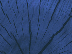 bois bleu