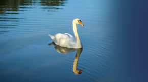 The resident swan at Springbrook Cercle.