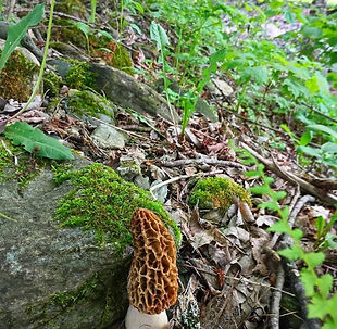 morel habitat.jpg