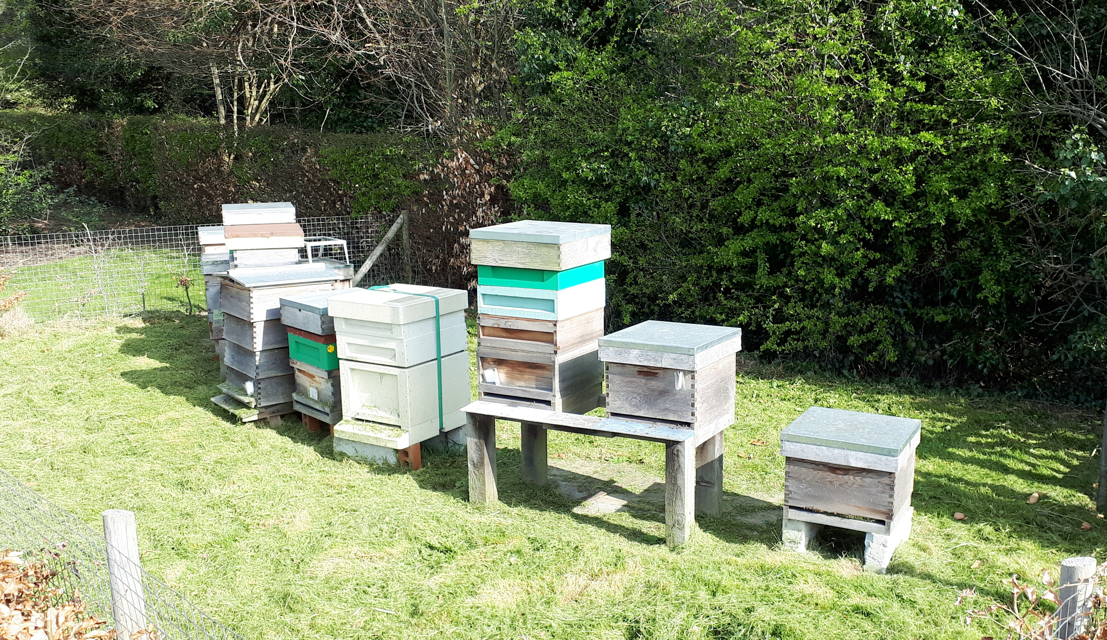 Writer: Bournville Beekeepers
