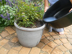Greywater.jpg