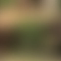 Happy International Tiger Day!