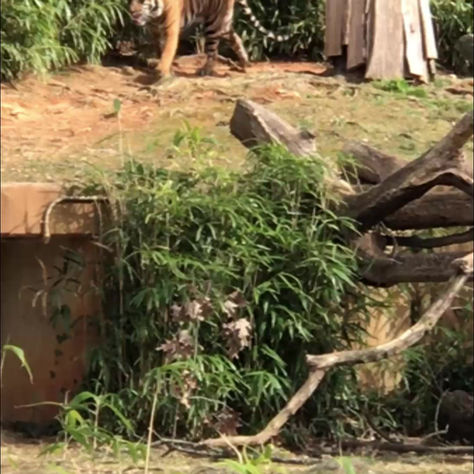 Happy International Tiger Day!