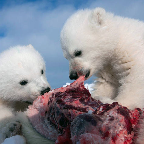 What is Polar Bears' Favorite Food?