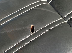 IMG_0722.jpeg