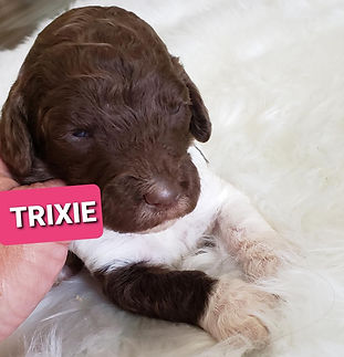 trixie1.jpg