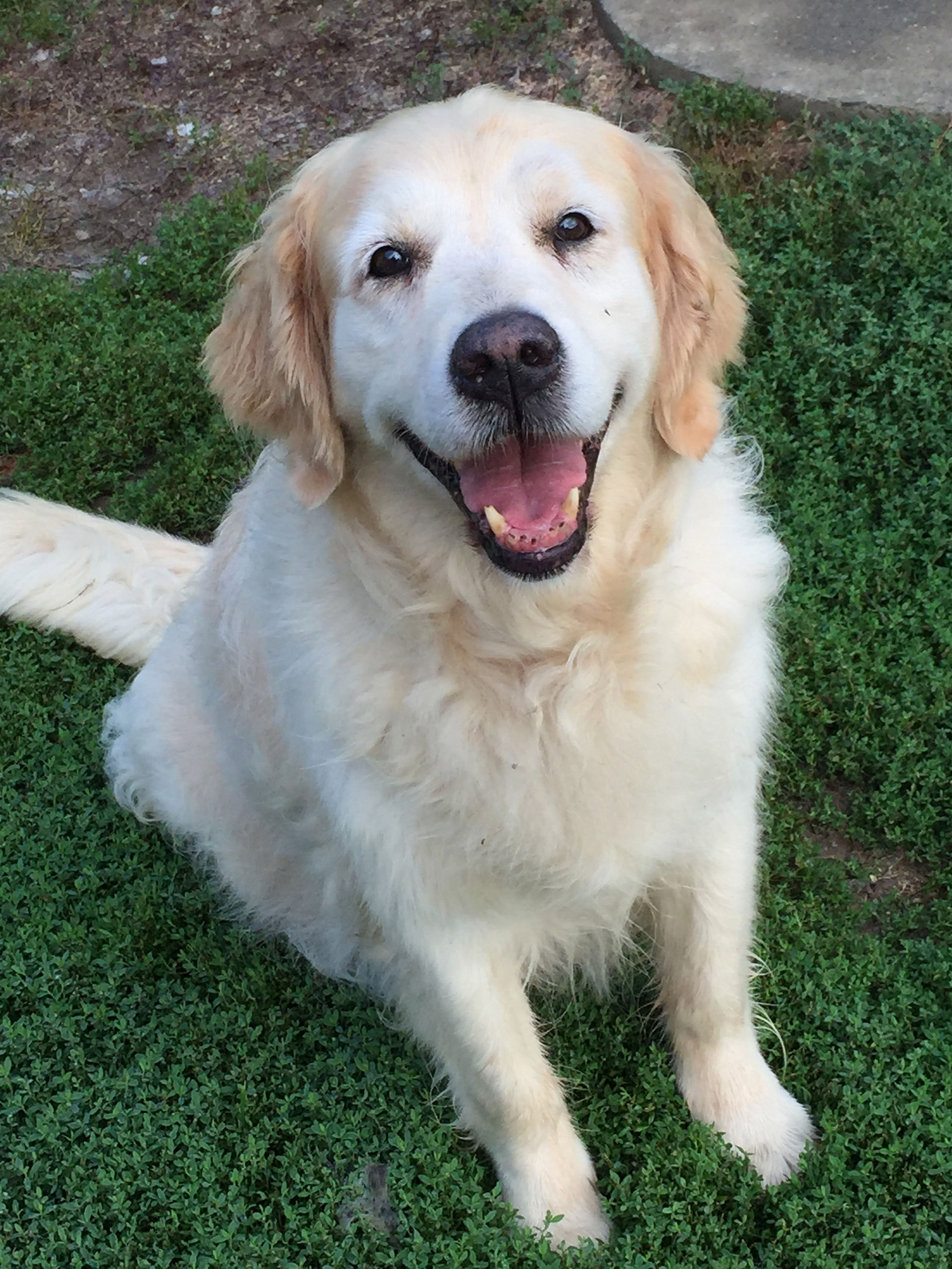 The Happiest Puppy