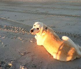 son golden retrievers protectores