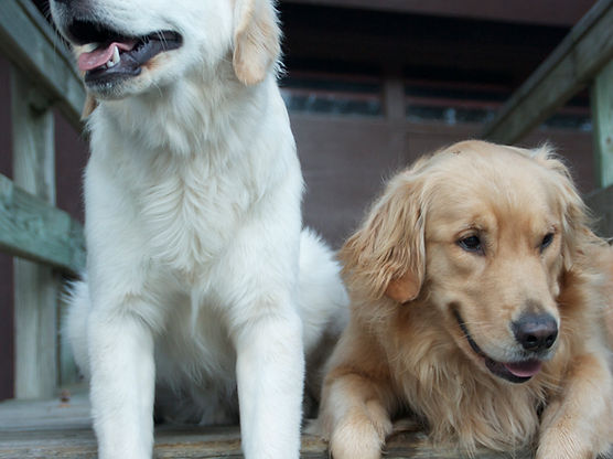 son golden retrievers protectores