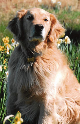 son golden retrievers protectores