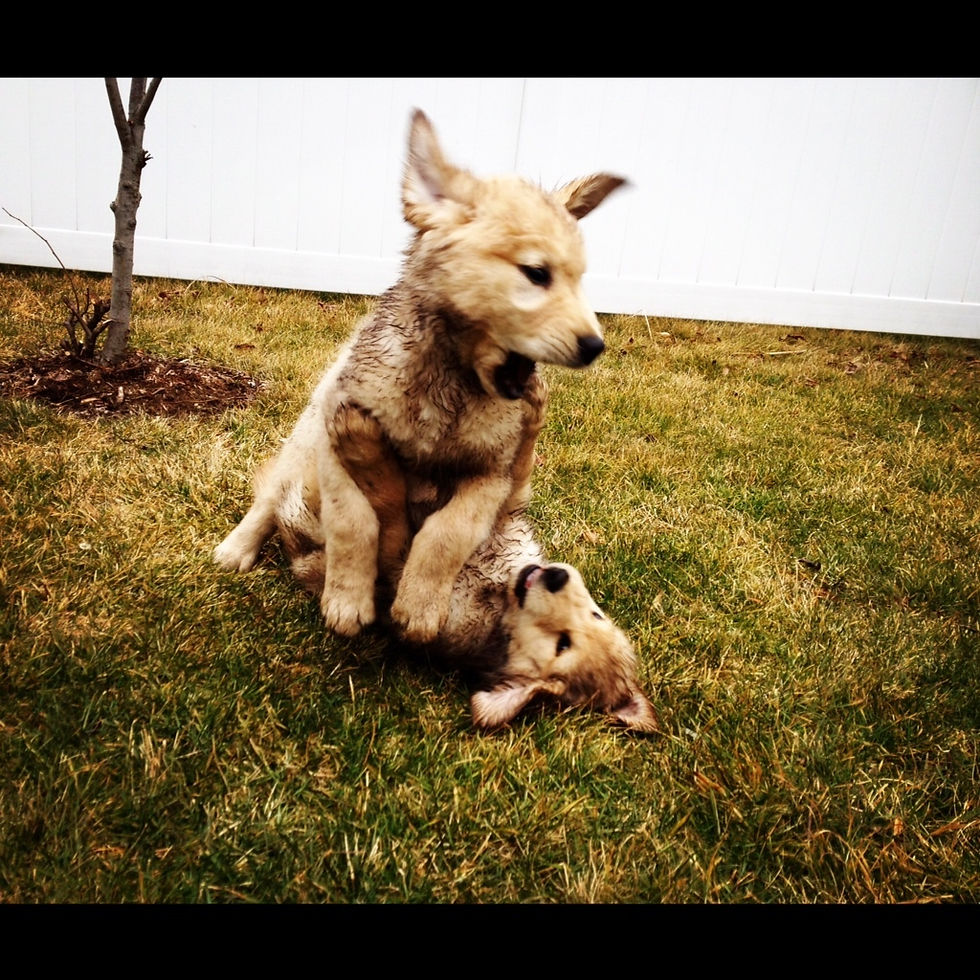 Rylan & Romeo