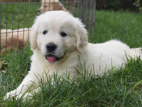 Overlook A Glorious Sunday in Summer "Summer"