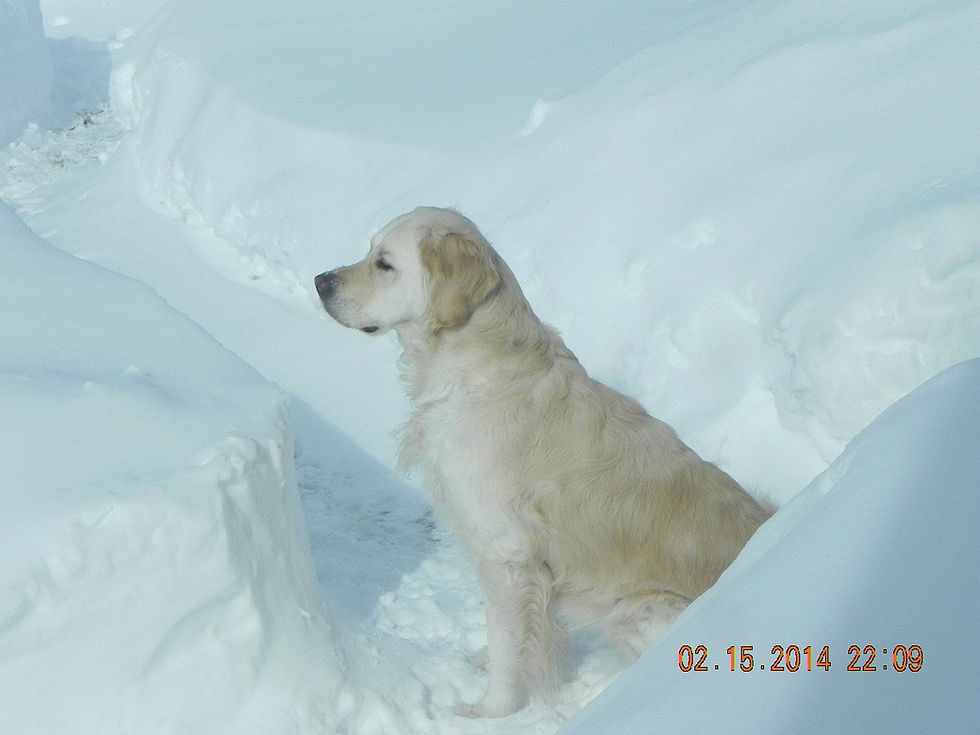 Teagan in the Snow