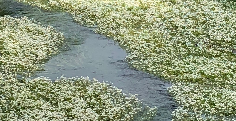 Wyna 2022 ChW (4).JPG