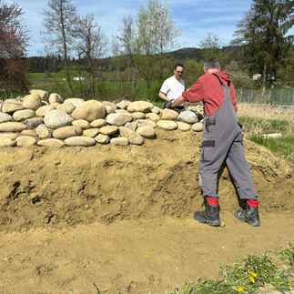 2/3 der Wildbienen nisten im Boden. Die neue Sandlinse wird innerhalb weniger Tage besiedelt. (Bild JZ)