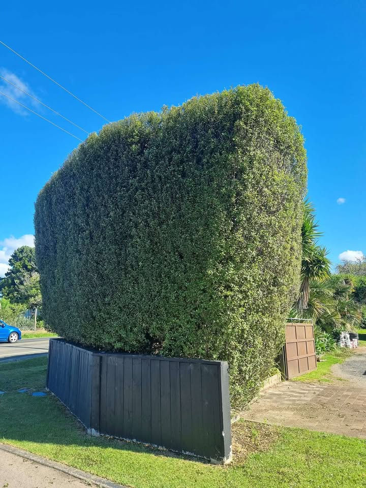 Evelyn Tree Services Hedge Trimming