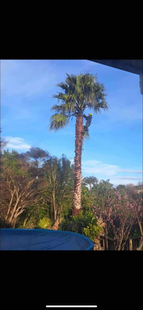 Evelyn Tree Services Palm Care