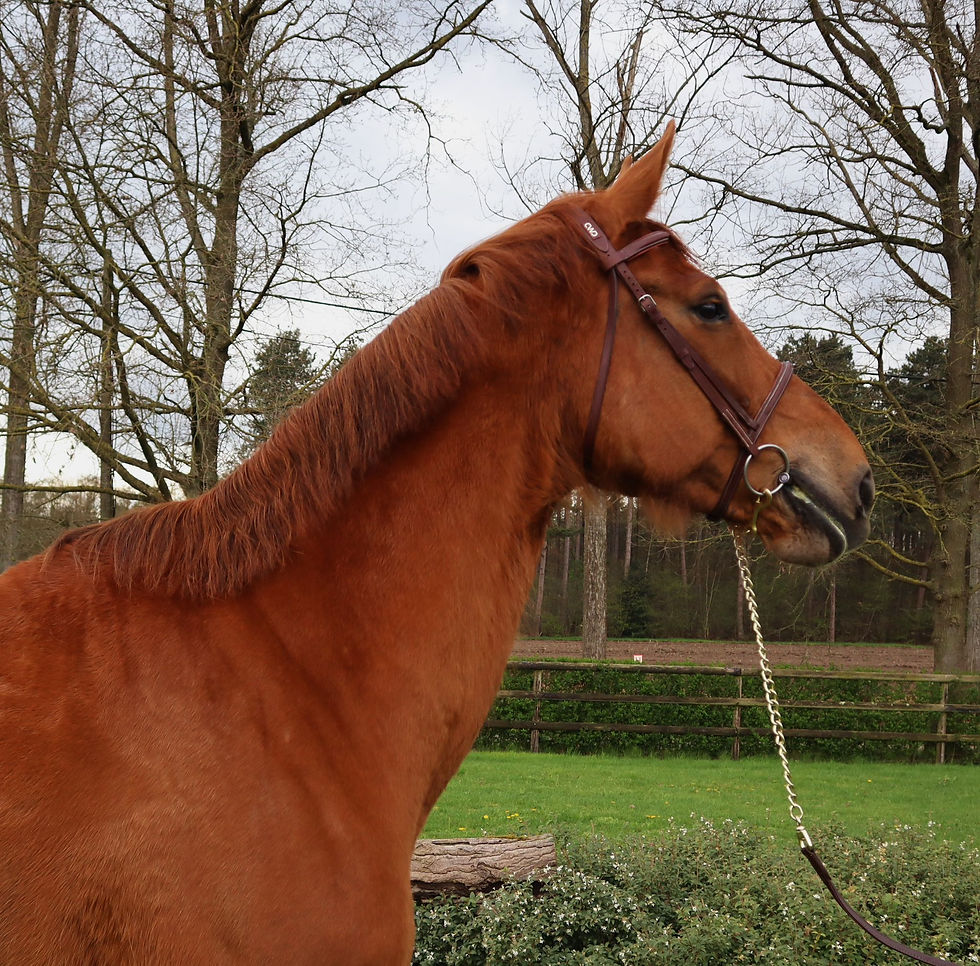 Miracle van't Hulgenrode