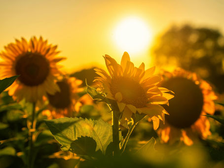 How to Write a Thank You Email After a Networking Meeting featured image of sunflowers to symbolize gratitude and optimism